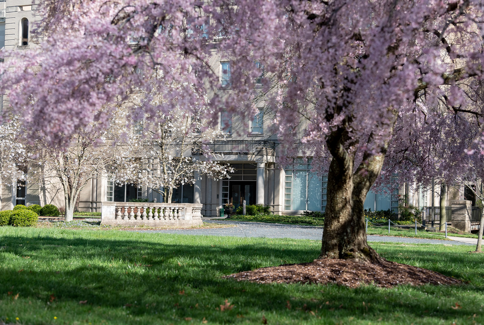 SMSU campus in the spring